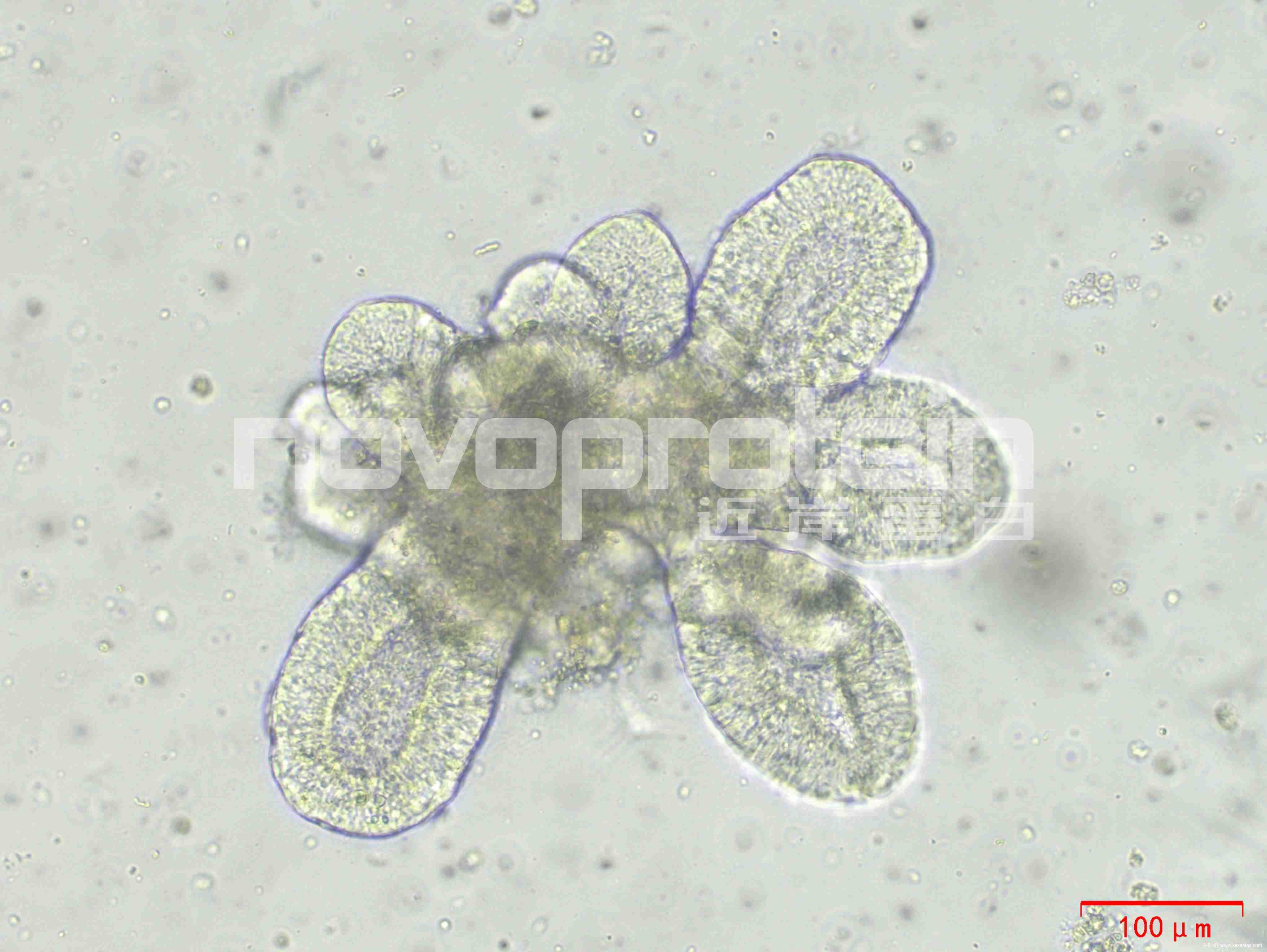 近岸蛋白CX83 Recombinant Human RSPO1 (C-6His)