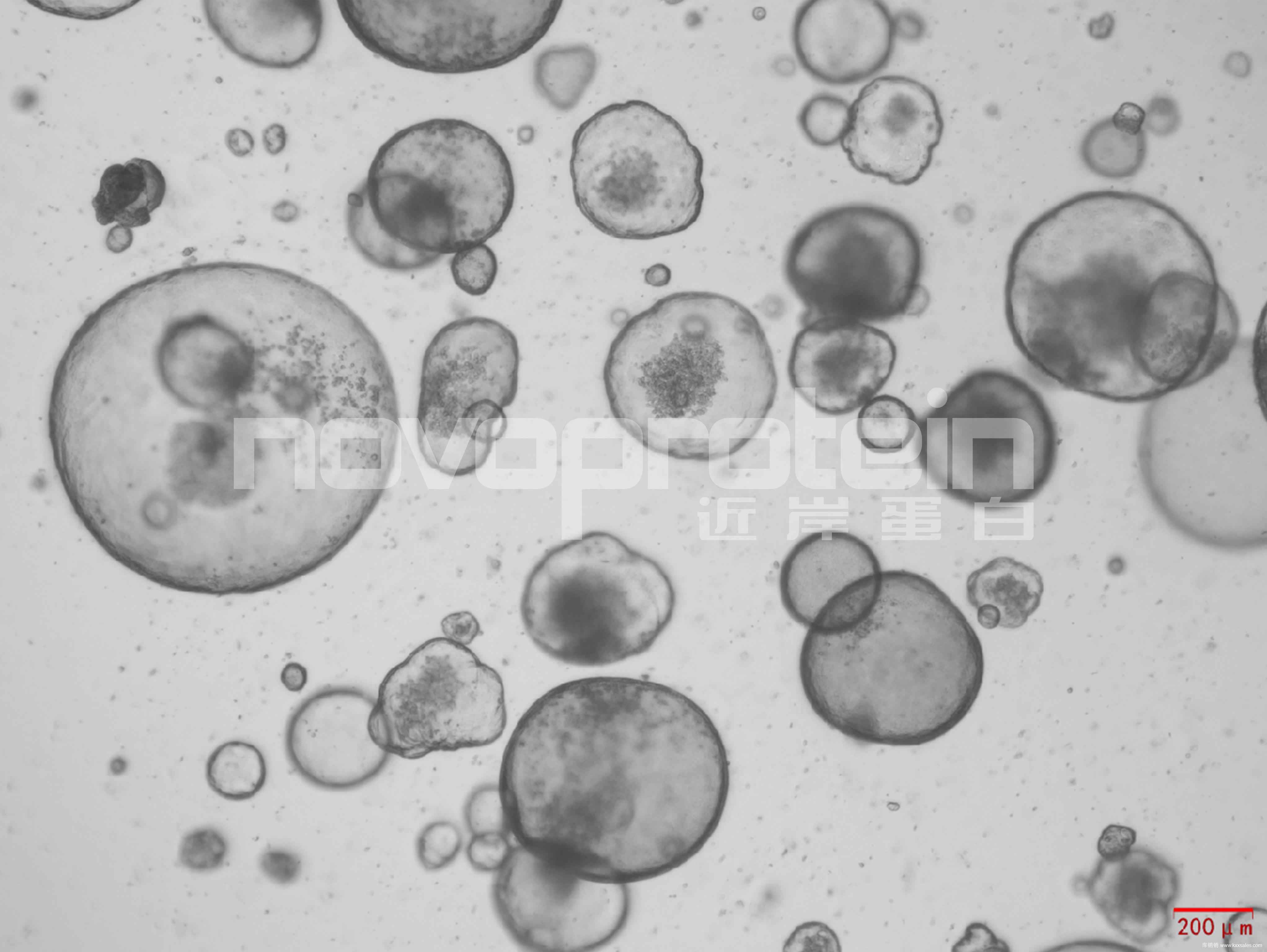 近岸蛋白CR11 Recombinant Human FGF-10 